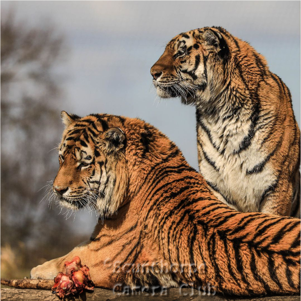 Tigers 
